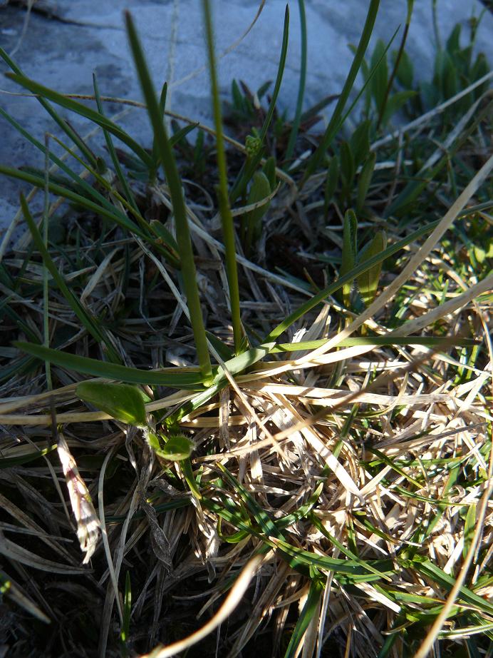 Sesleria cfr. caerulea